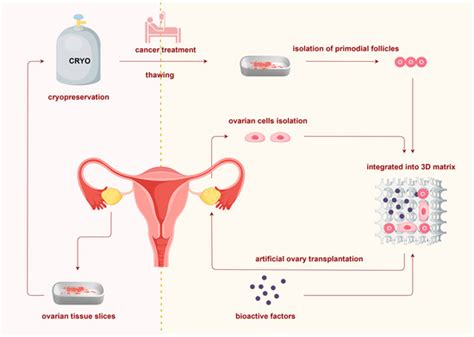 Construction and Bioengineering of Human Bioprosthetic Ovaries from ...