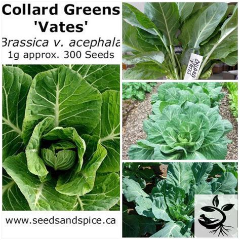 Health Benefits Of Collard Greens Vs Kale at Rosalie Kirby blog