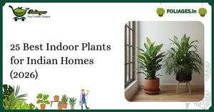 Complete Guide to Buying Plants Online in India – Foliages.in