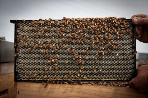 Clover Honey vs Mānuka Honey, Which Is Better? I Midlands