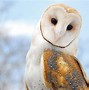 Image result for Baby Owl Clip Art High Resolution