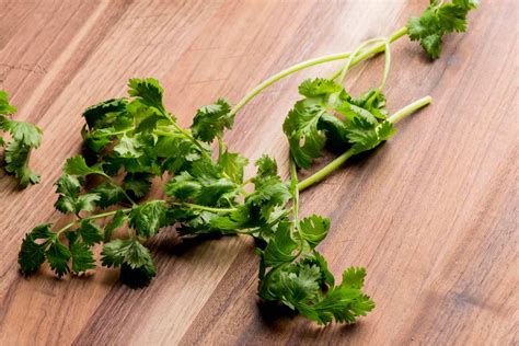 Can Dogs Eat Cilantro? How Does Coriander Affect Your Dog?