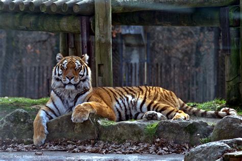 Wallpaper : animals, grass, photography, tiger, wildlife, Linux, Nikon, France, big cats, Zoo ...