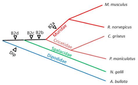 Analysis of SINE Families B2, Dip, and Ves with Special Reference to ...