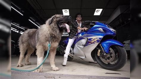 नादच करायचा नाय! पठ्ठ्याने पाळलाय तब्बल 20 कोटींचा Dog; खासियत काय ...