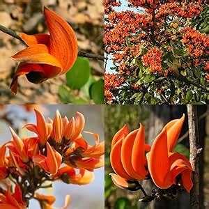 Palash plant outdoor, Dhak Bipornock parasaur Palasamu plant pack of 1 ...