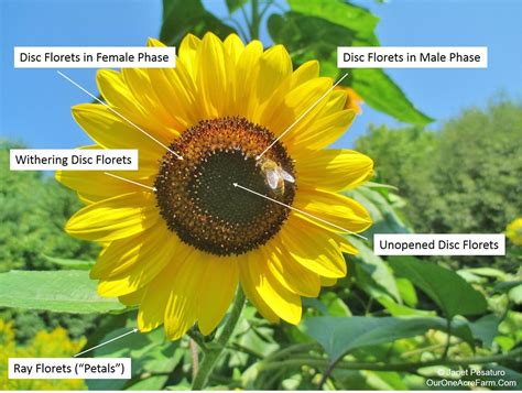 What Are The Different Parts Of A Sunflower at Marianne Coleman blog