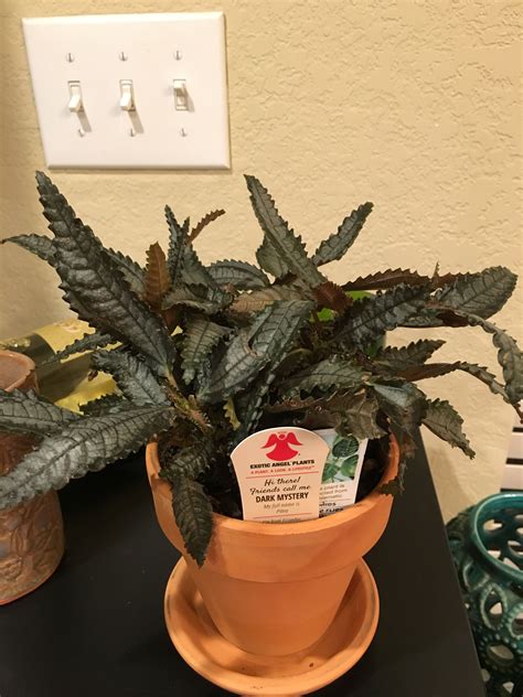 Dark Mystery - Pilea - from Ecuador - Low light Bromeliads Indoor ...