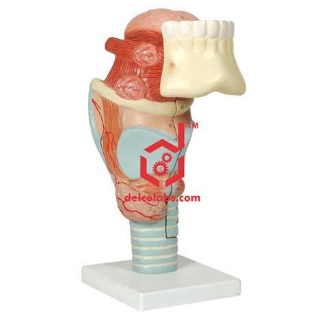 Human Larynx with Teeth & Tongue