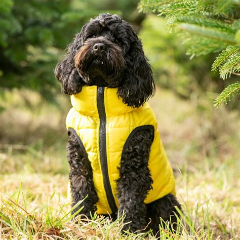 Blue and Navy Dog Puffer Jacket – Hugo & Hudson London