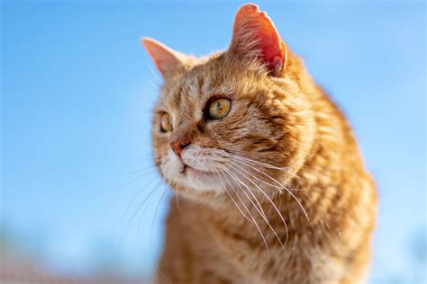 How Long Do Cats Live? | Cat Health | Mad Paws Blog
