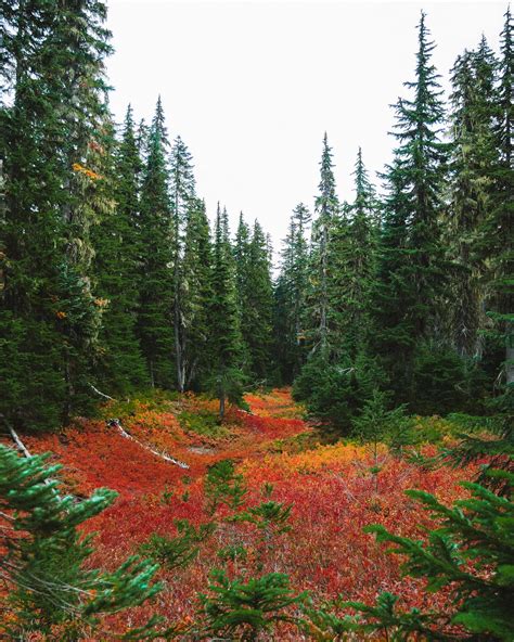 Washington Fall Colors 的图像结果
