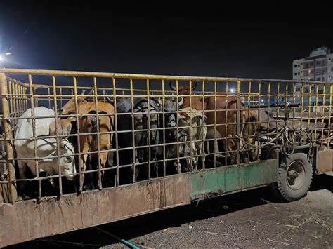 The solid waste department of Jamnagar Municipal Corporation caught 39 ...