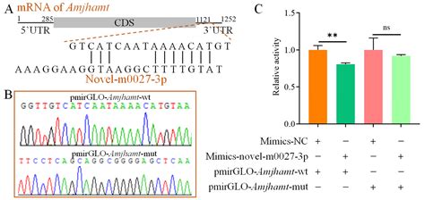 MicroRNA Novel-m0027-3p Negatively Regulates Jhamt Gene and Affects ...