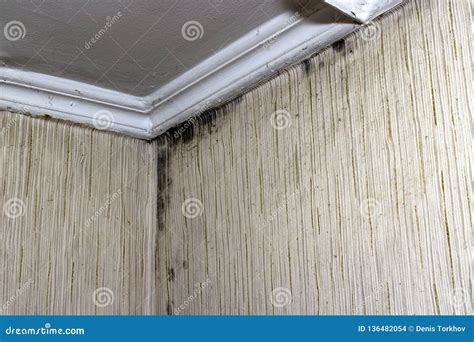 Black Mold in the Corner of Room Wall Stock Photo - Image of bacteria ...