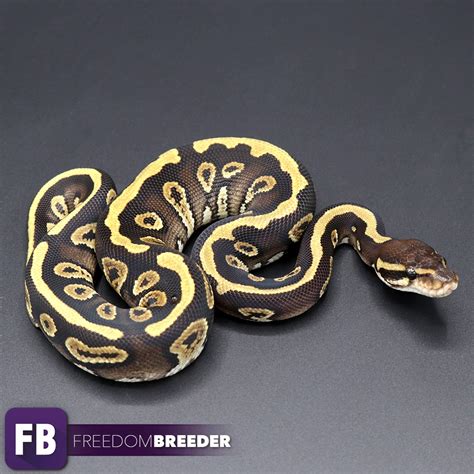 Image result for Lace Ball Python