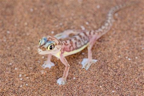 Adaptations in lizards — lesson. Science State Board, Class 6.