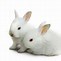 Image result for White Baby Cute Bunny Pintrest