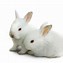 Image result for Cute White Baby Bunny in Daisy's
