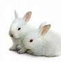 Image result for white baby bunny wallpaper