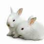 Image result for Cute White Bunny Rabbits