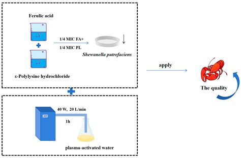 The Combined Antibacterial Mechanism of Ferulic Acid and ε-Polylysine ...