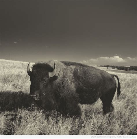 Tribal Thunder: An Epic Saga of the Lakota Buffalo Hunt