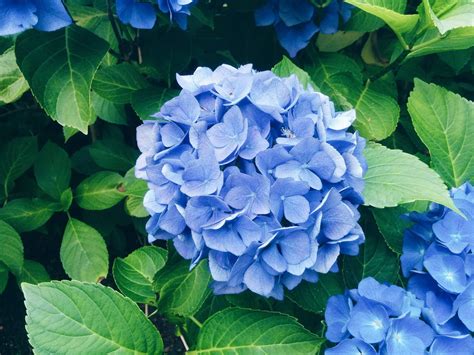 [100+] Hydrangea Wallpapers | Wallpapers.com