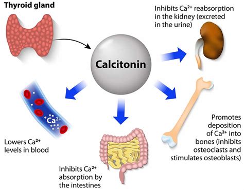 Calcitonin function, where is calcitonin produced & calcitonin uses