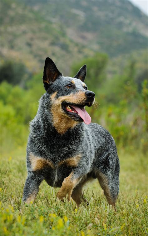 Best Dog Food for Blue Heelers - Nourishing Your Australian Cattle Dog