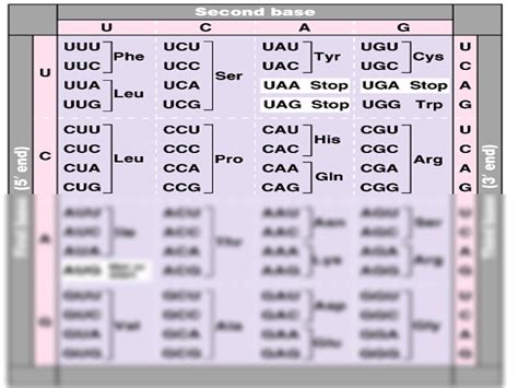 Image result for Human Genetic Code