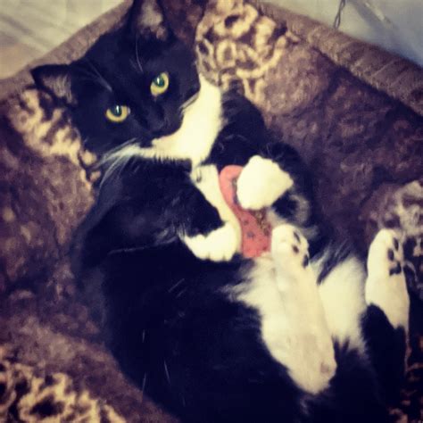 I can haz fish? My cat Lucy, everyone :D | Scrolller