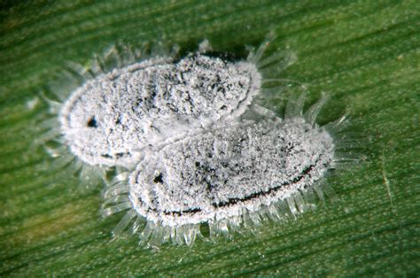 Insect Pests
