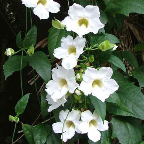 Thunbergia White - Creepers & Climbers– Exotic Flora