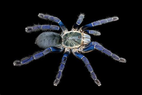 Scientists Discover Surprising Reasons Why Tarantulas Come in Vivid ...