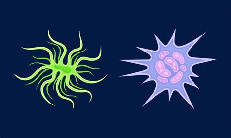 Bacteria as biological cell and prokaryotic microorganism vector set ...