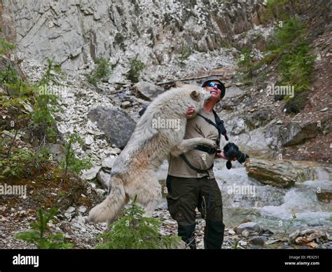 Canadian Wolf Attacks