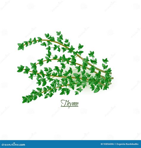 Sprigs of Fresh Delicious Thyme in Realistic Style Stock Vector ...