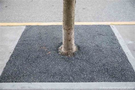 Image result for Tree Well Example