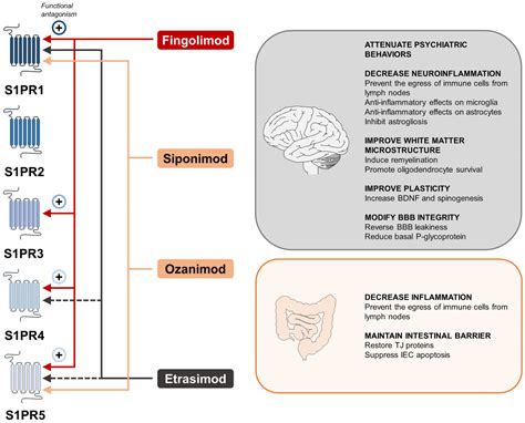 Immune System and Brain/Intestinal Barrier Functions in Psychiatric ...