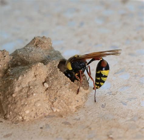 Are Mud Daubers Dangerous? Understanding These Beneficial Insects | All ...