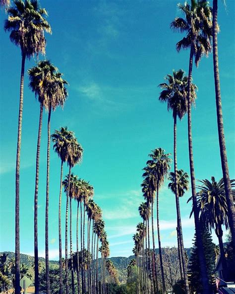 Are Palm Trees Native to California? Find Out