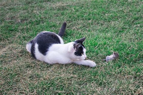 梦见猫抓老鼠 猫捉老鼠_周公解梦梦到猫抓老鼠 猫捉老鼠是什么意思_做梦梦见猫抓老鼠 猫捉老鼠好不好_周公解梦官网