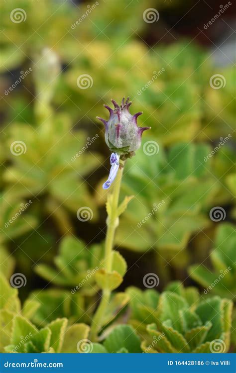 Scaredy Cat Plant stockfoto. Bild von blatt, botanik - 164428186