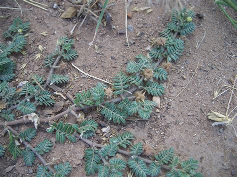 Weed Identification: Goatheads or Stickers