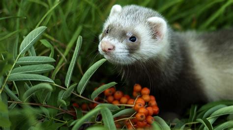 What Do Ferrets Eat