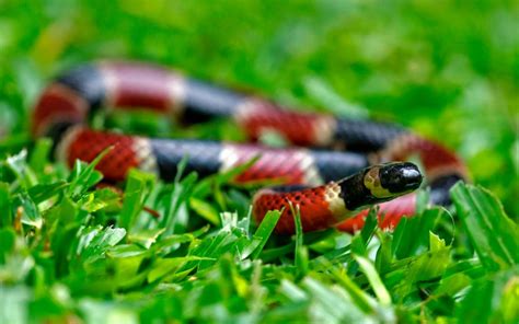 'Red and yellow kill a fellow?': How to actually tell which Texas ...