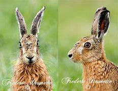 Image result for Bunny Rabbit Head