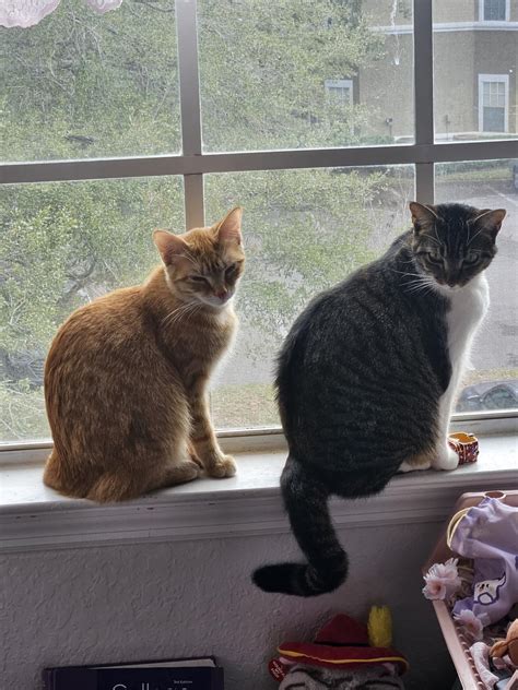 Raised By Borderlines: For the children of parents with Borderline ...