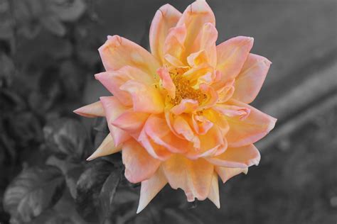 Emphasis 1 | Principles of design, Perspective sketch, Color splash